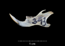 Apodemus sylvaticus