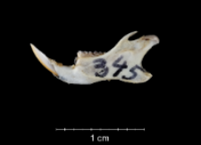 Apodemus sylvaticus