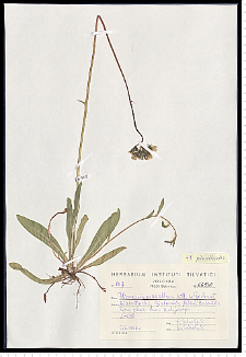 Hieracium piloselloides Vill.