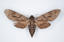Sphinx morio arestus
