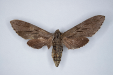 Sphinx morio arestus