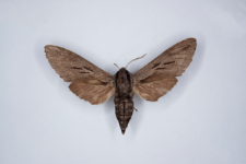 Sphinx morio arestus