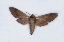 Sphinx morio arestus