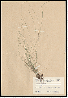 Festuca rubra L. s.s.