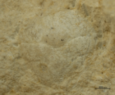 Goniodromites species