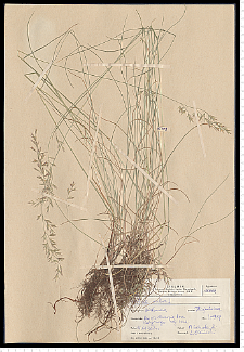 Festuca rubra L. s.s.