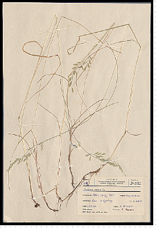 Festuca rubra L. s.s.