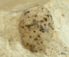 Tanidromites longinosa