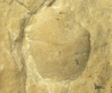 Goniodromites kubai