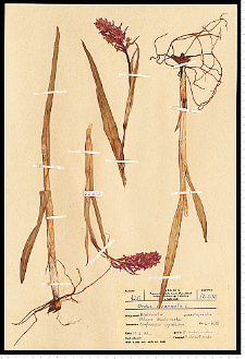 Dactylorhiza incarnata (L.) Soó