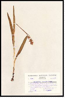 Dactylorhiza incarnata (L.) Soó