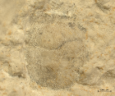 Goniodromites species