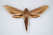 Xylophanes loelia