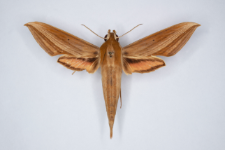 Xylophanes loelia