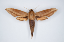 Xylophanes loelia