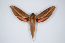 Xylophanes neoptolemus