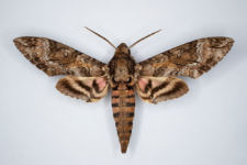 Agrius cingulata