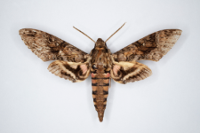 Agrius cingulata