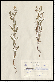 Erysimum cheiranthoides L.