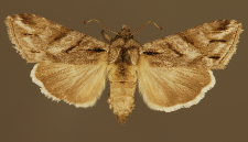 Cucullia fraudatrix Eversmann, 1837