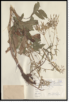 Chaerophyllum aromaticum L.