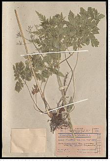 Chaerophyllum hirsutum L.