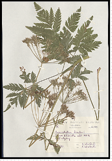 Chaerophyllum hirsutum L.