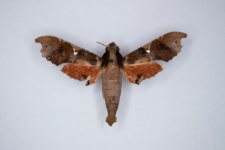 Callionima denticulata