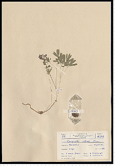 Corydalis solida (L.) Clairv.