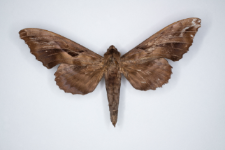 Phyllosphingia dissmillis