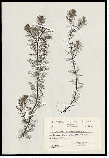 Myriophyllum verticillatum L.