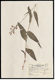 Epipactis palustris (L.) Crantz