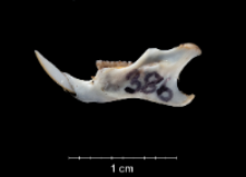 Apodemus sylvaticus