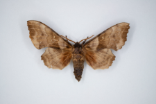 Laothoe populi