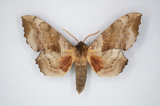 Laothoe populi
