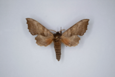 Laothoe populi