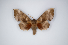 Laothoe populi