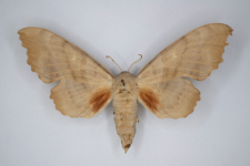Laothoe populi
