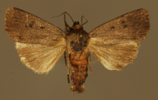 Amphipyra tragopoginis (Clerck, 1759)