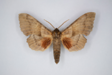 Laothoe populi