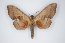 Laothoe populi