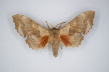 Laothoe populi