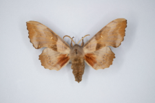 Laothoe populi