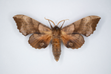 Bastard populi ocellata