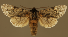 Brachionycha nubeculosa (Esper, 1785)