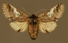 Diloba caeruleocephala (Linnaeus, 1758)