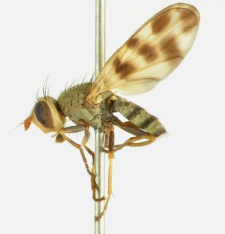 Melieria crassipennis (Fabricius, 1794)