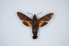 Macroglossum corythus