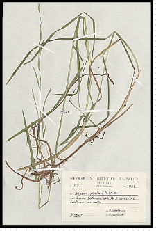 Glyceria fluitans (L.) R. Br.