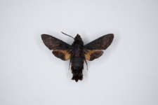 Macroglossum pyrrhosticta